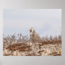 Suche nach schneeeulen poster Natur