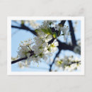 Suche nach pflaumenblüte postkarten Blühen