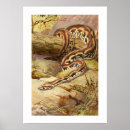 Suche nach boa poster Illustration