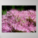 Suche nach sonne blume poster Für sie