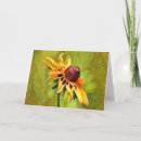 Suche nach black eyed susan Yellow