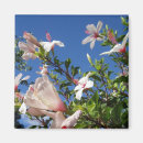 Suche nach hibisken magnete Blume