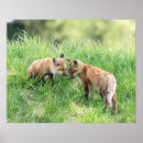 Suche nach roter fuchs poster Natur