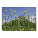 Suche nach new england poster Blume