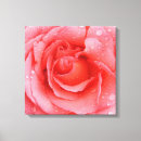 Suche nach wassertropfen leinwandbilder Rote rose