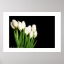 Suche nach weiße tulpe poster Fotografie