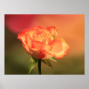 Suche nach weicher hintergrund poster Rose
