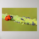 Suche nach ladybug poster Makro