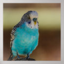 Suche nach budgies poster Budgerigar