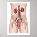 Suche nach blutgefäße poster Keine menschen