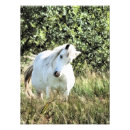 Suche nach graues pony poster Pferde