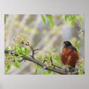 Suche nach amerikanisches rotkehlchen poster Tierwelt