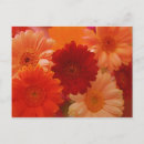Suche nach orange gerbera postkarten Griechen