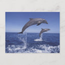 Suche nach tümmler postkarten Delfin