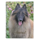 Suche nach belgier tervuren Welpe