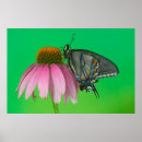 Suche nach orange schmetterling poster Gold