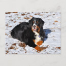 Suche nach haustier postkarten Hund