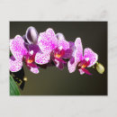 Suche nach orchideen blume postkarten Rosa