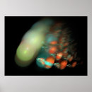 Suche nach rotbarsch poster Blume