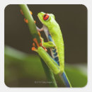 Suche nach rotes auge aufkleber Frosch