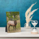 Suche nach stier fotoplatten Elch