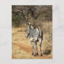 Suche nach kenya postkarten Wild lebende tiere