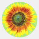 Suche nach sonnenblumen aufkleber Blumenreich
