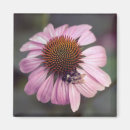 Suche nach coneflower Biene