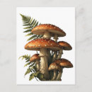 Suche nach roter pilz postkarten Amanita