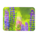 Suche nach lupine magnete Blume