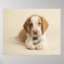 Suche nach der beagle poster Tierthemen
