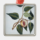 Suche nach sammlung ornamente Pierrejoseph