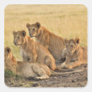 Suche nach masai aufkleber Tag