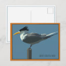 Suche nach seeschwalbe postkarten Vogel