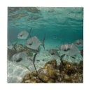 Suche nach oxford fliesen Grenze danita