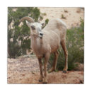 Suche nach ramen fliesen Tierwelt