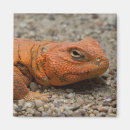 Suche nach der rote drache magnete Liebe