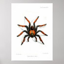 Suche nach tarantula poster Spinne
