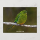 Suche nach selten postkarten Vogelvogel