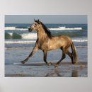Suche nach andalusische pferde poster Rasse