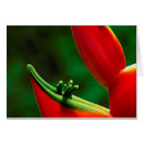 Suche nach hilo postkarten Blume