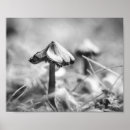Suche nach waldboden poster Pilze