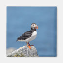 Suche nach puffin magnete Seevogel