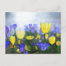 Suche nach lila tulpe postkarten Blau