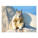 Suche nach eichhörnchen foto poster Nagetier