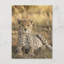 Suche nach acinonyx jubatus postkarten Tier