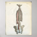Suche nach spine poster Chiropractic