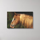 Suche nach appaloosa leinwandbilder Headshot