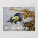 Suche nach grüße von florida postkarten Usa