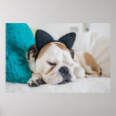 Suche nach schläfrige katze poster Katzen